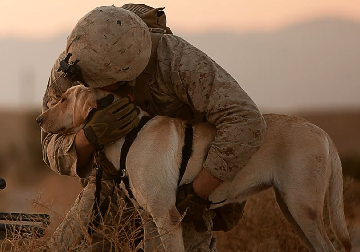 Illustration de l'article : Un soldat et son chien réunis 7 ans après leurs dernière mission